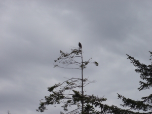 Bald Eagle, Whidby Island