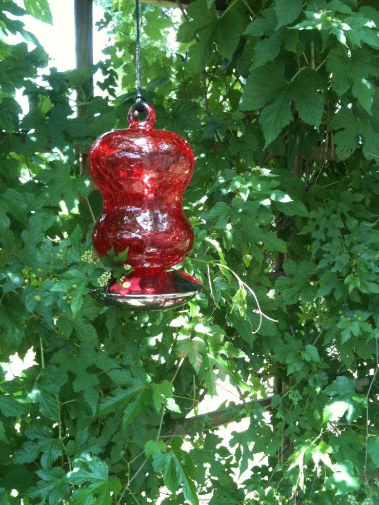pergola, hummingbird feeder