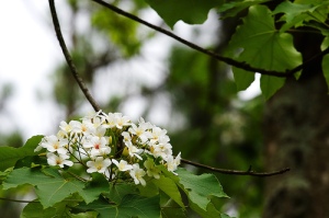 Paulownia tree