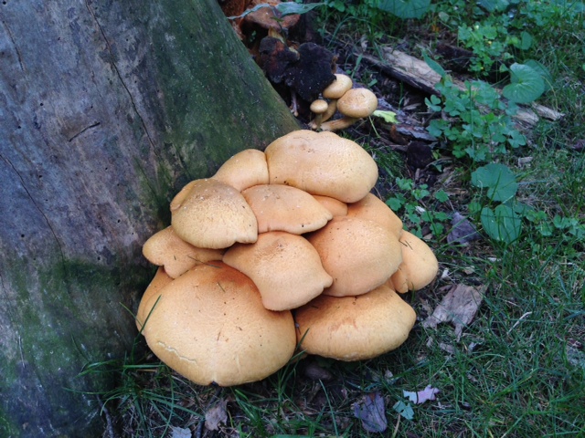 Mushrooms next to tree