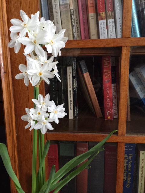 Narcissus, bookshelf