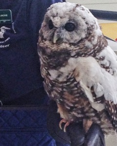Northern spotted owl at the Wild Arts Festival