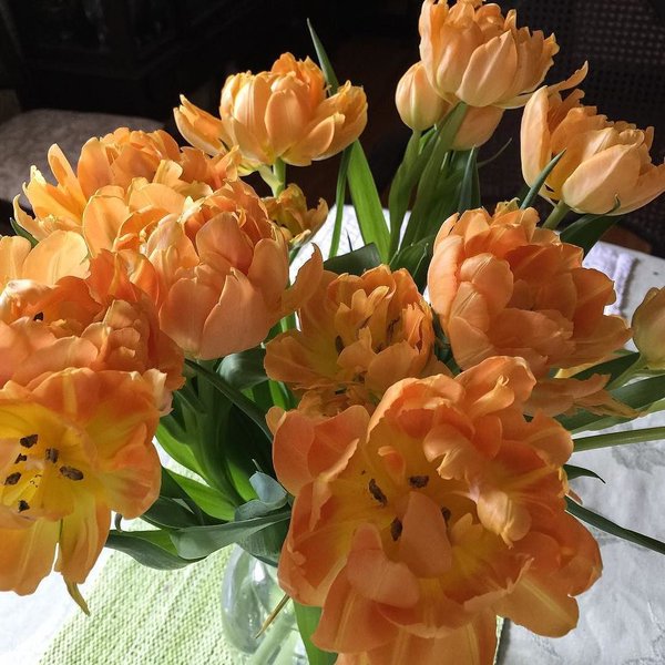 Tulips in Orange